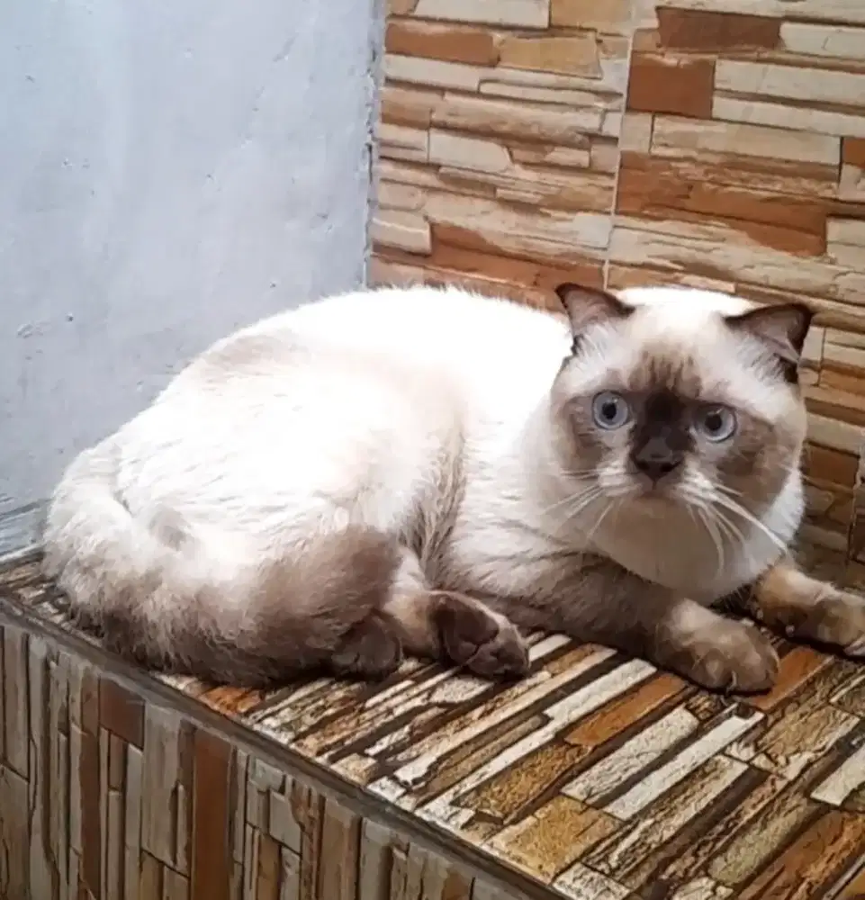 British shorthair seal point