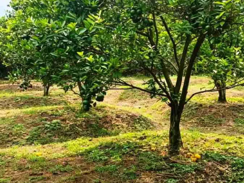 TANAH KEBUN JERUK LOKASI DIENG ATAS KOTA MALANG