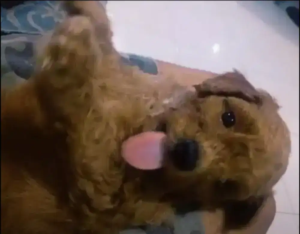 Puppy poodle asli jual borongan 3 ekor sehat lucu gemoy