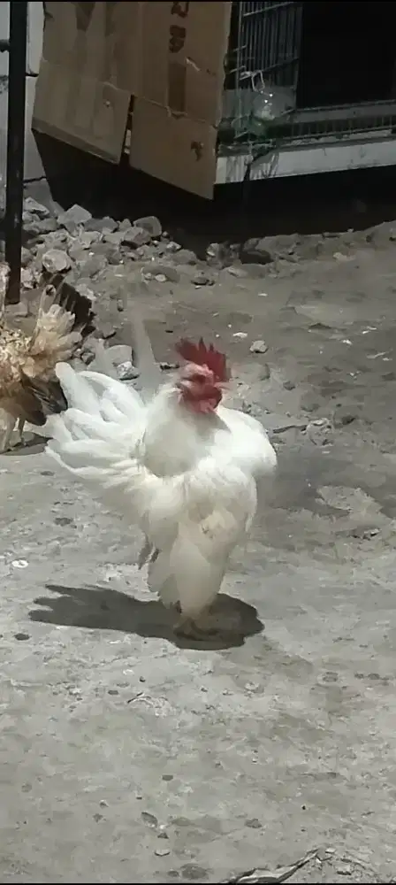 Sepasang induk ayam serama ori kualitas stock murah terbatas