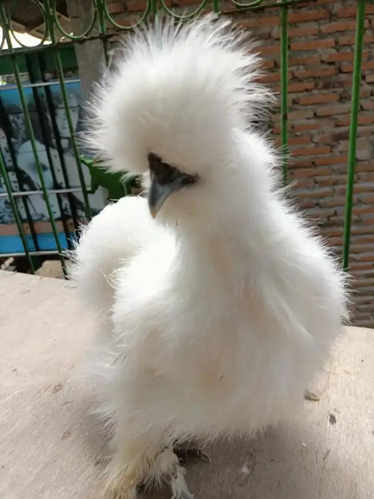 Ayam silkie anakan