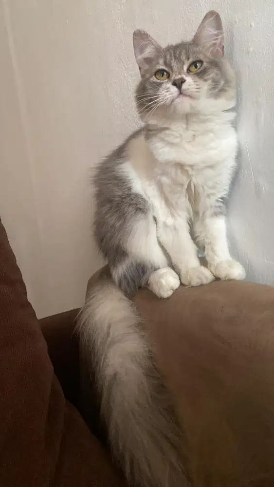 Kucing persmed betina