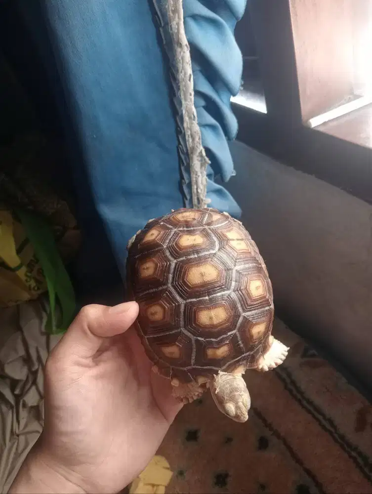 Dijual Kura kura sulcata kesayangan