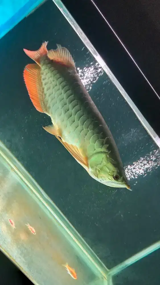 Ikan arwana super
