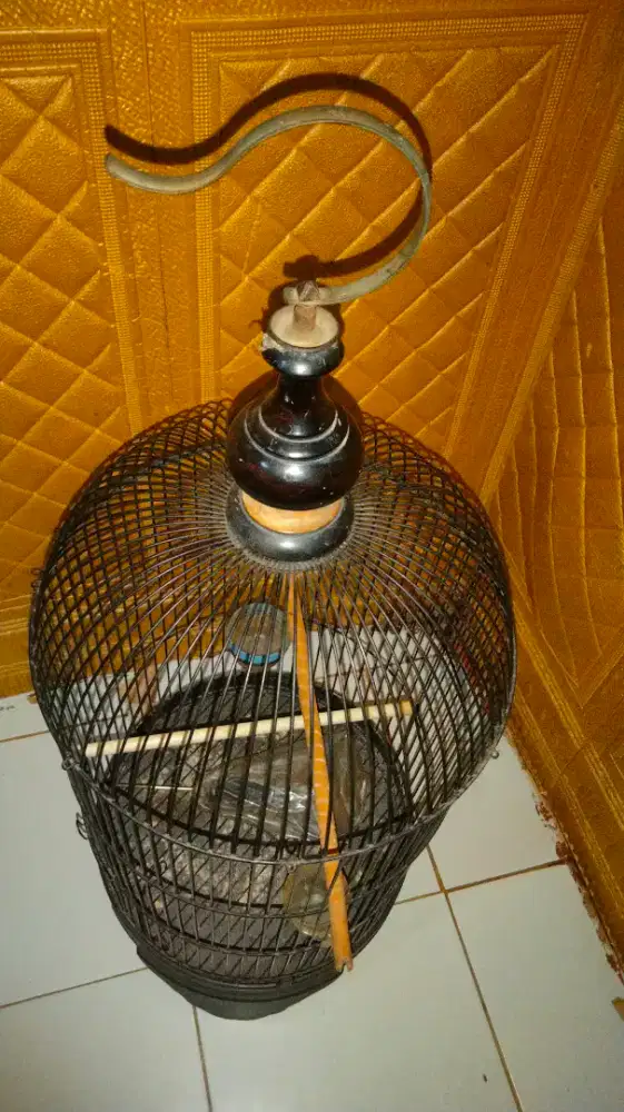 Sangkar burung bekas lovebirdt