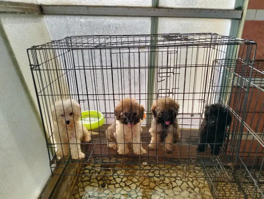 Jual poodle jantan dan betina