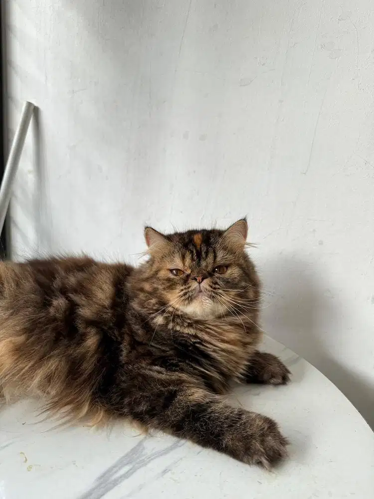 kucing persia peaknose betina