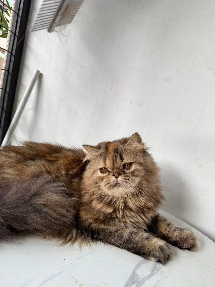 kucing persia peaknose betina
