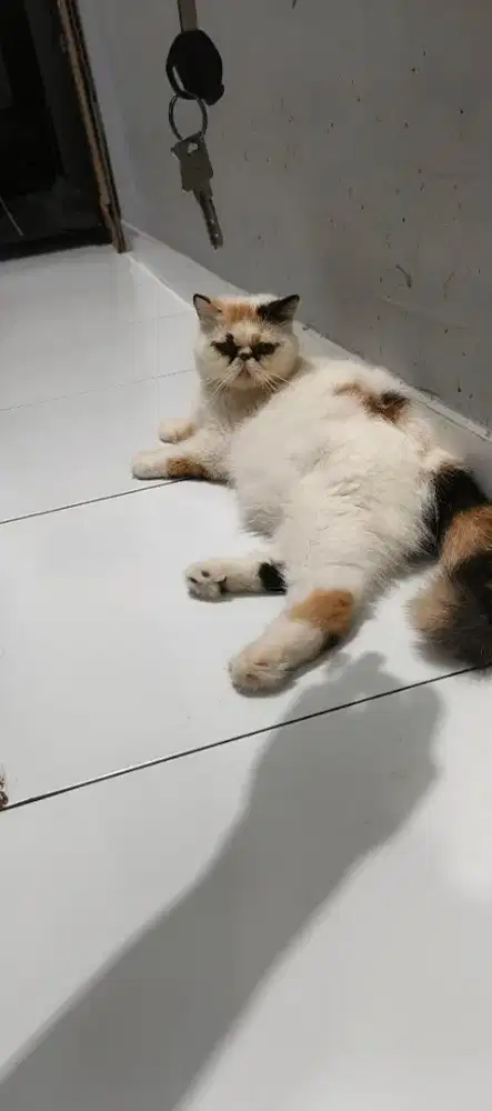 Lepas Adopt Persia Exotic Calico