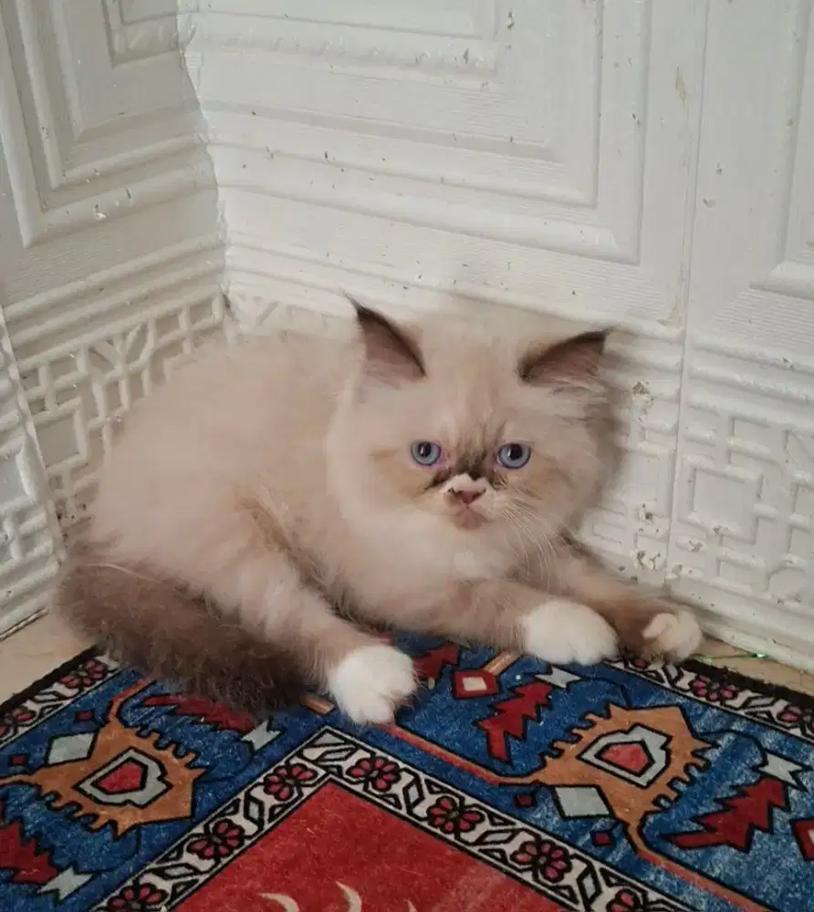 Kucing ragdol /kitten ragdol betina /kucing ragdol himalaya