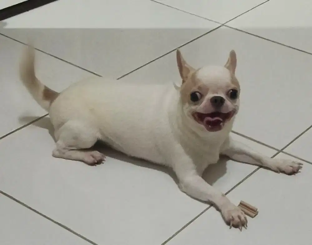 Jual chihuahua jantan