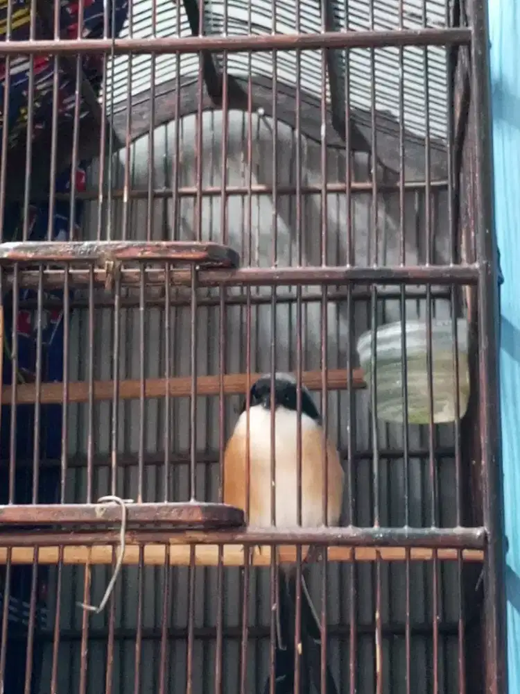 Pentet Jabar mulus harian bunyi
