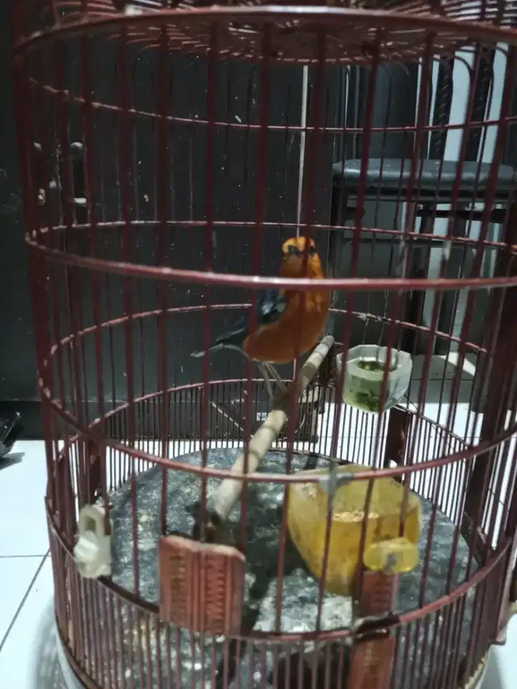 Anis merah .mulus no minus