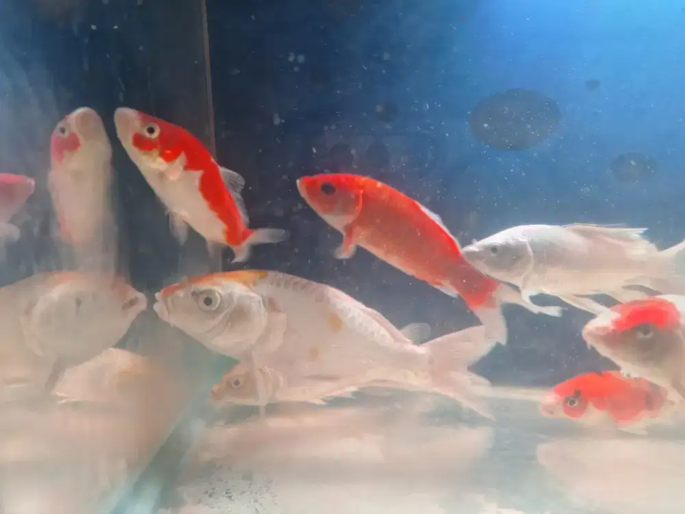 Ikan koi 1set aquarium