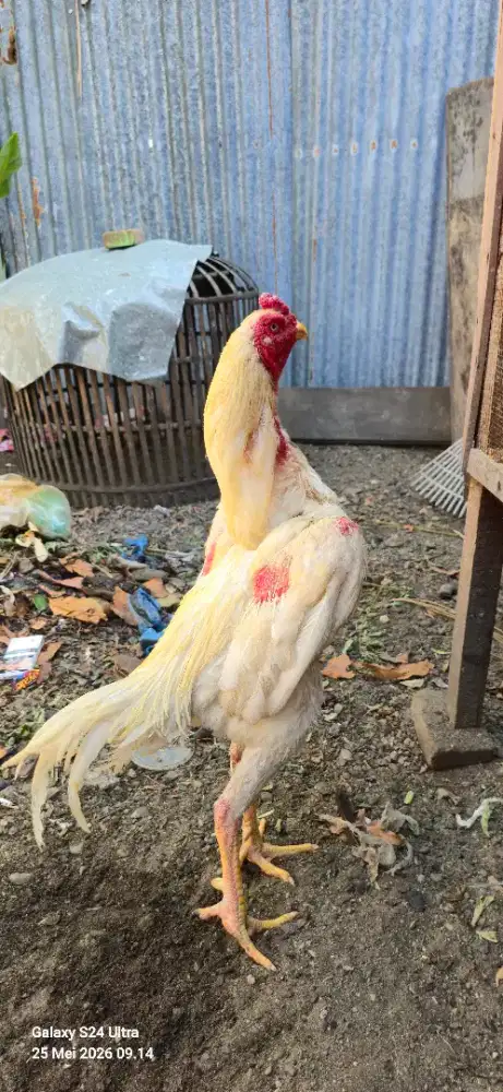 Ayam Shamo, Line Nuber