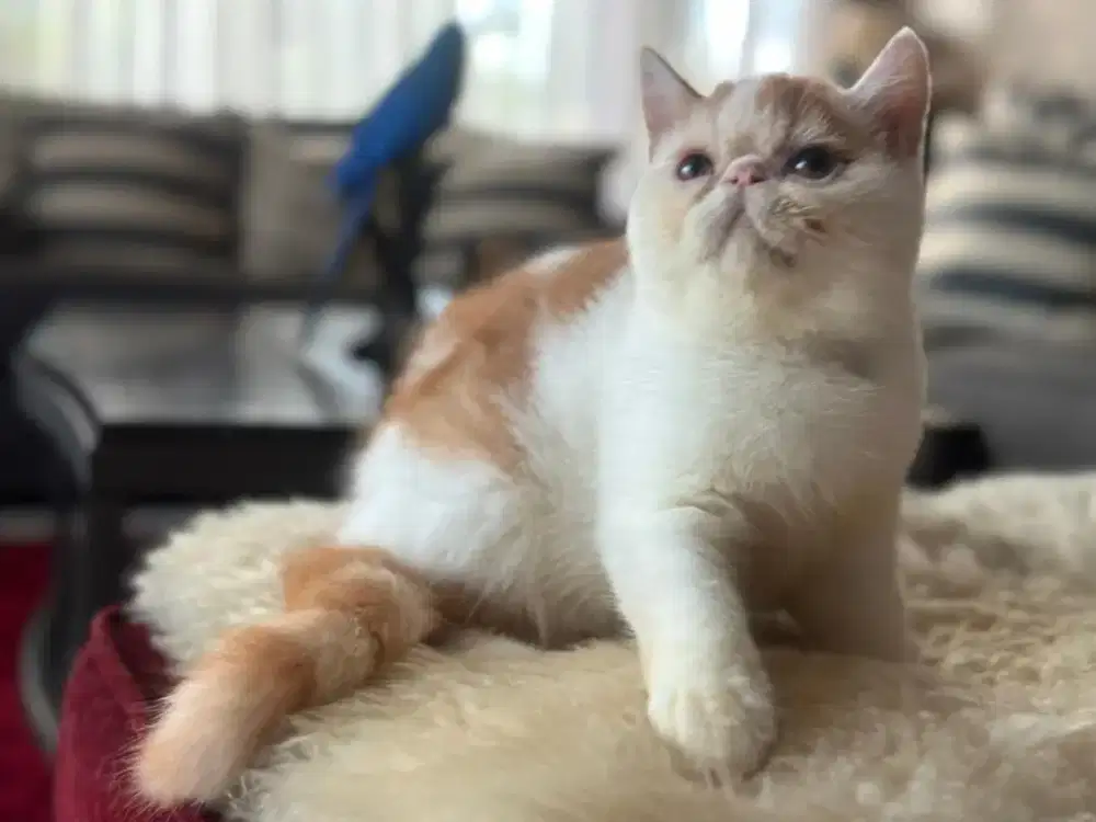 Kitten persia peaknose ekstrem jantan