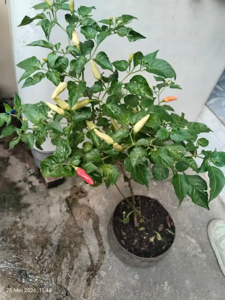 Pohon cabai berbuah