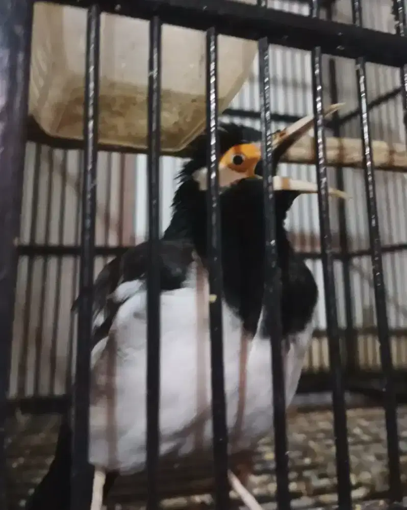 jalak suren gacor