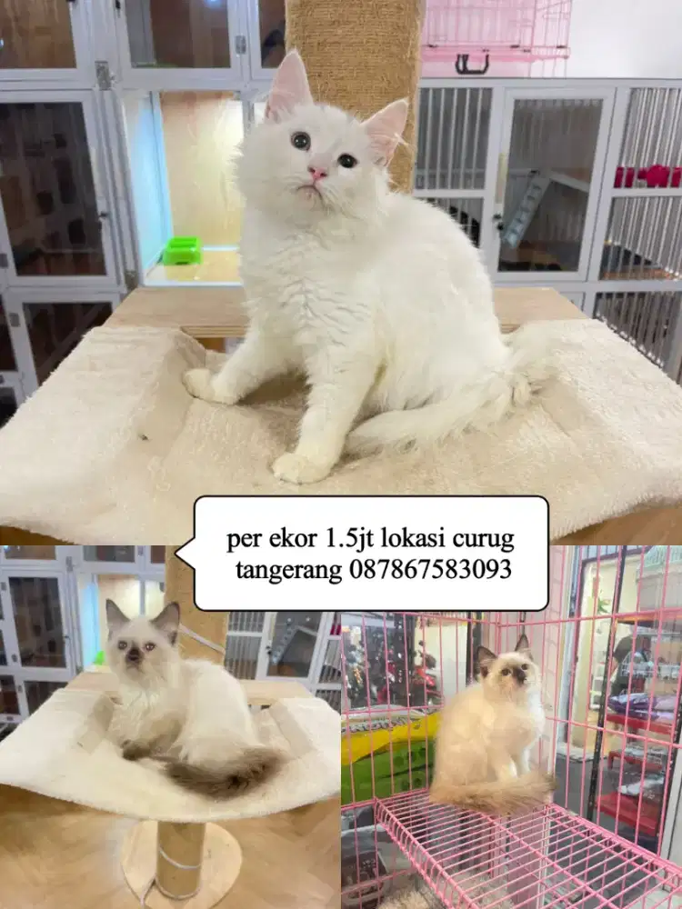 Kucing kitten ras Himalaya