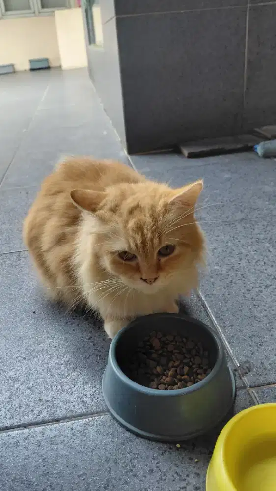 KUCING MAINCONE ORI