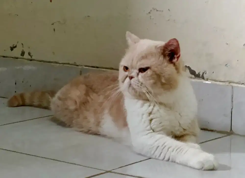 Flatnose jantan pacekan