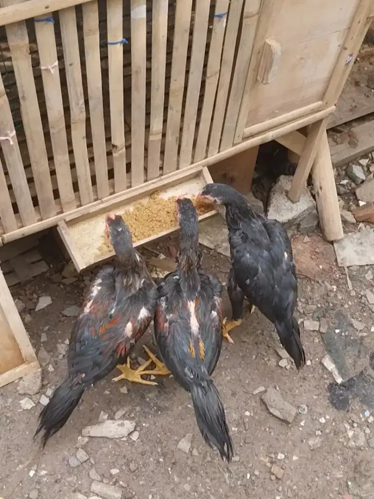 Ayam ekorlidi super