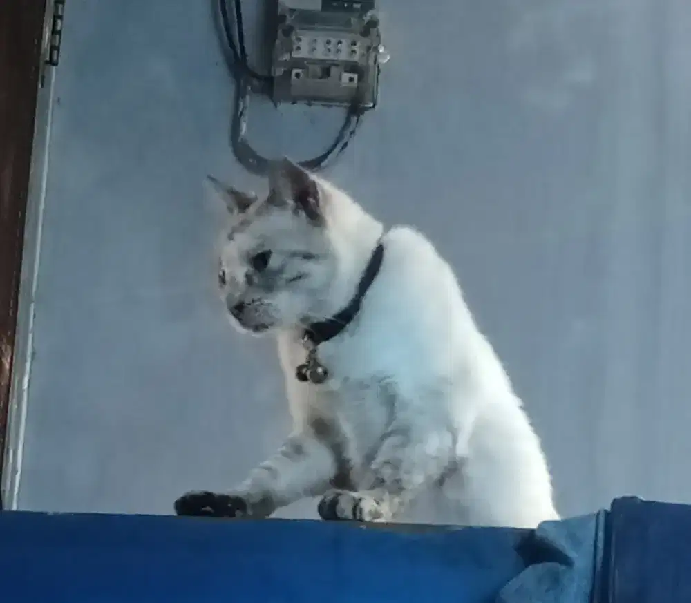 kucing ras Siam Red or flame point
