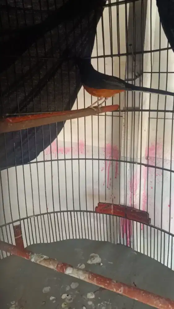 Burung murai batu dewasa gacor