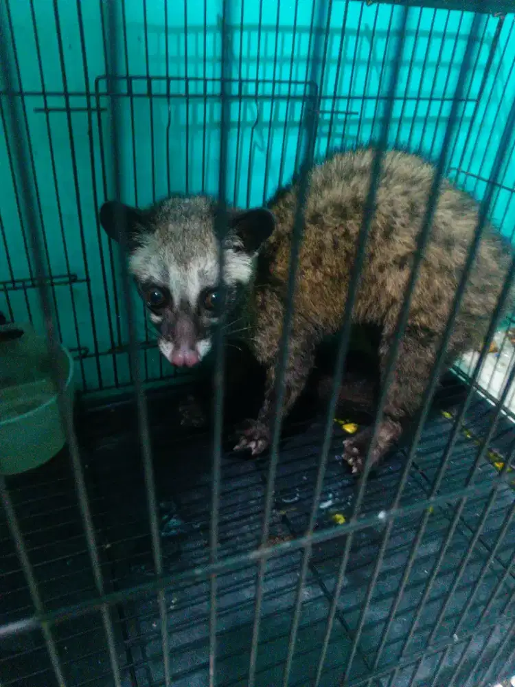 Musang pandan  anakan
