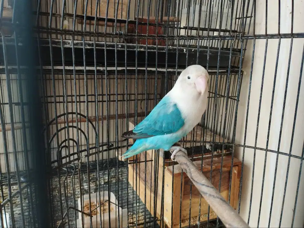 Lovebird ( LB )