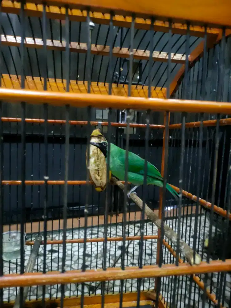 Burung gacor dor