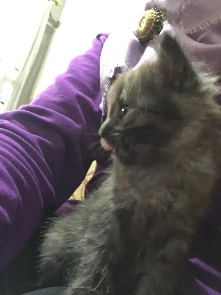 Anakan Kucing Persia