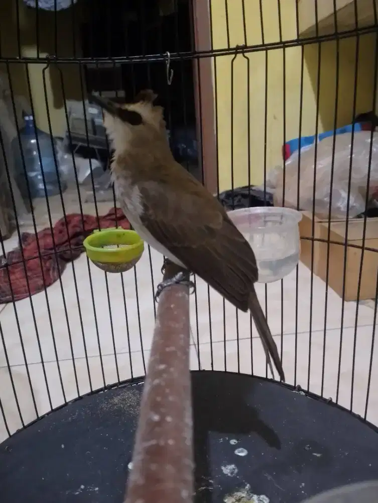 Jual burung trucuk ropel garuda gacor