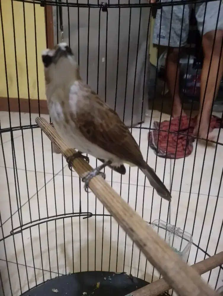 Jual burung trucuk ropel garuda gacor