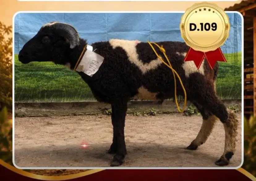 DOMBA QURBAN SPESIAL DISKON