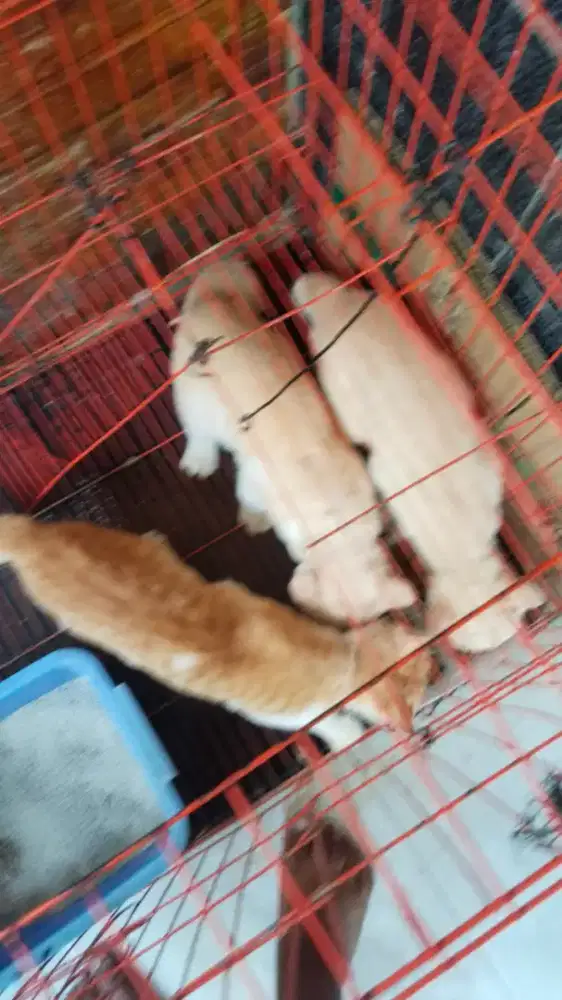 Jual kucing Rumahan