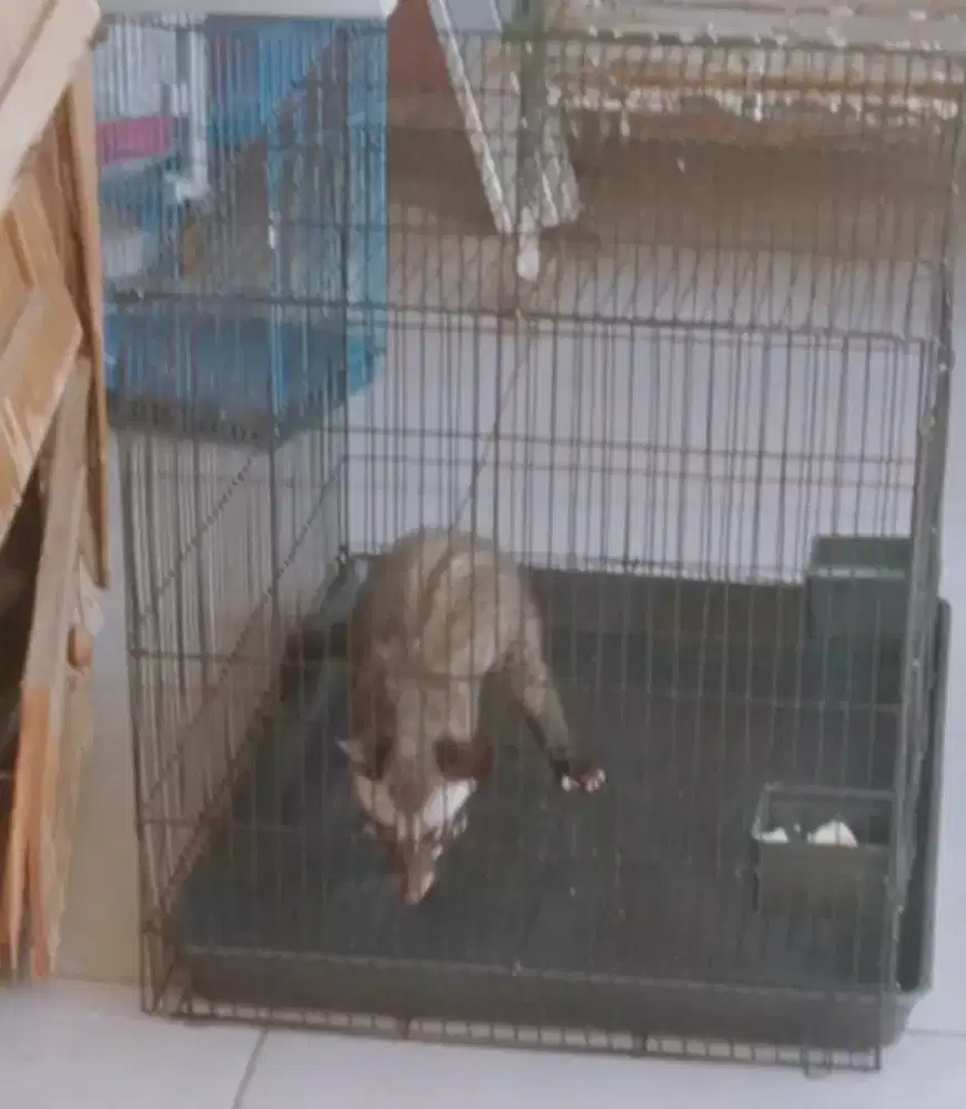 Musang pandan Betina dewasa