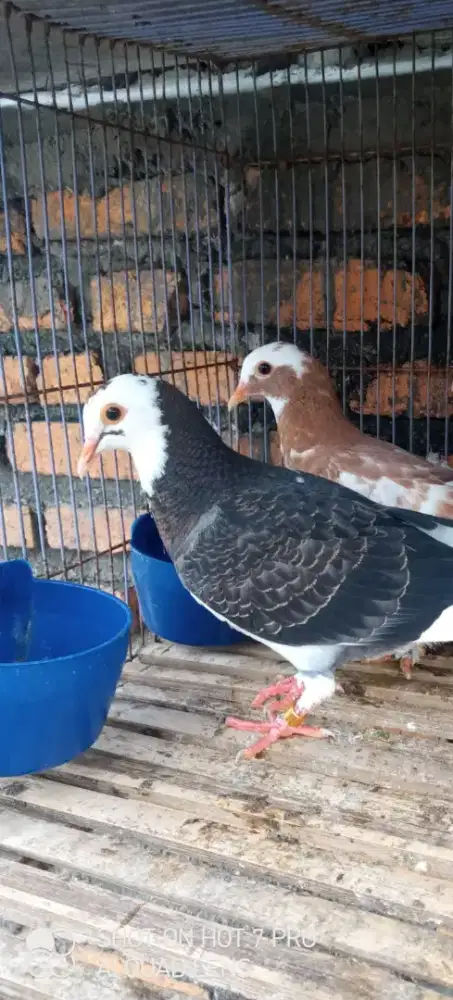 6 merpati pitik borongan