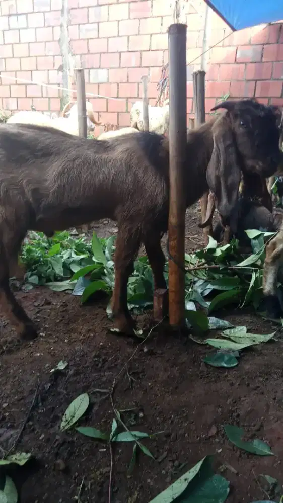 Hewan qurban kambing