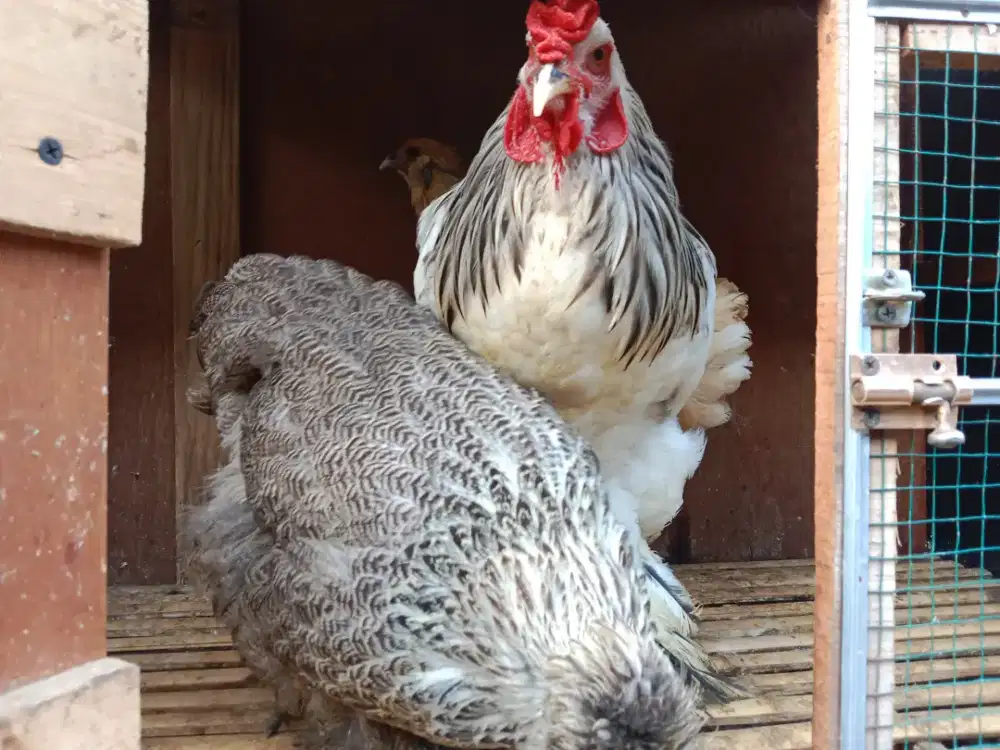 Ayam Brahma sepasang..