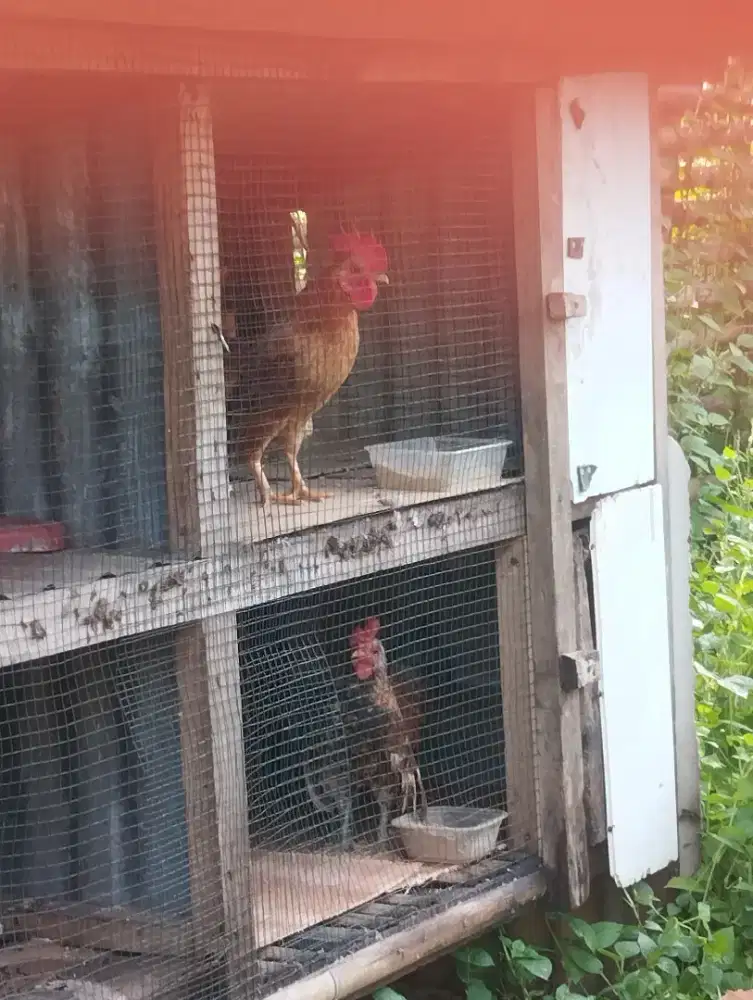 Ayam Kate - Sepasang