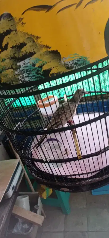 Perkutut silver jinak