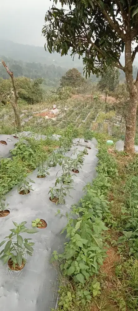 Lahan tanah darat/sawah.2 Hektar 987 mtr²(20,987 mtr²).