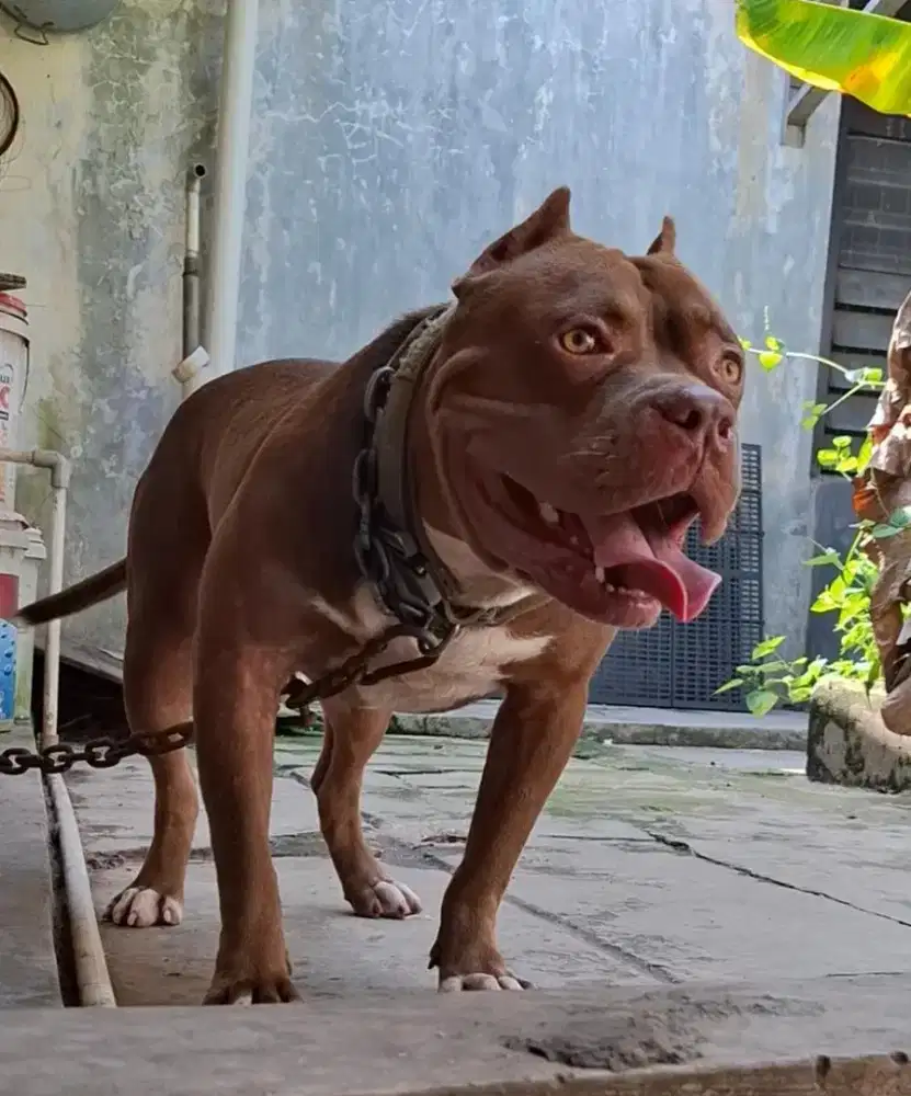 Pejantan Pitbull