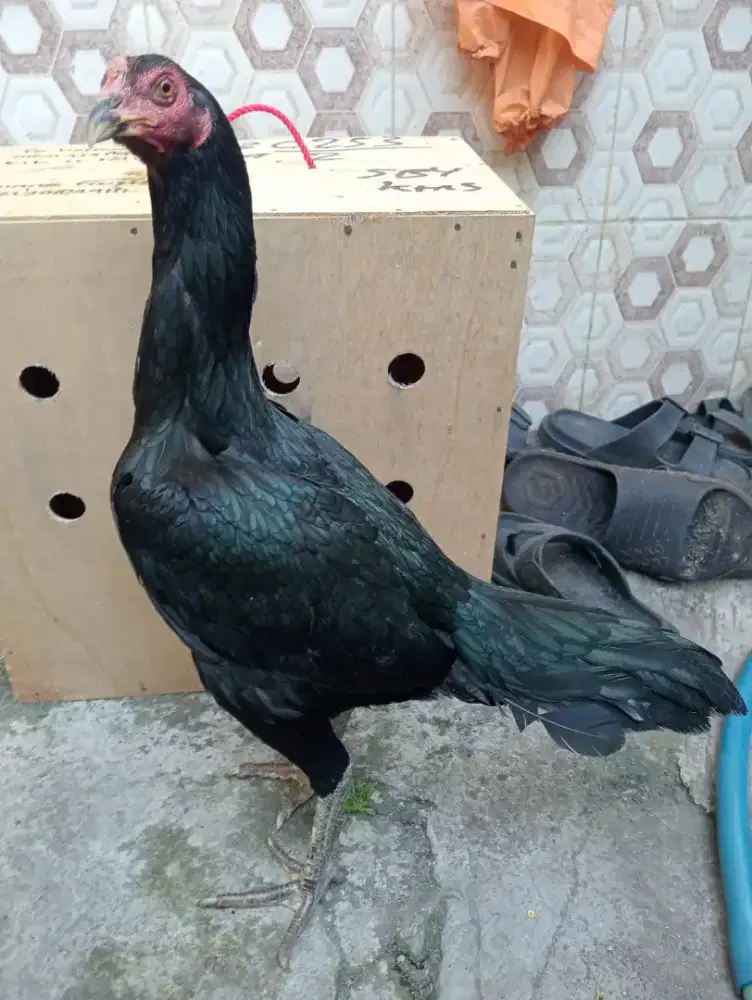 Ayam betina Bangkok Mangon pukul jiling keras