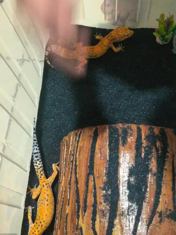 Sepasang Gecko lahap, aktif, warna cerah, jinak, sepaket dgn kandang