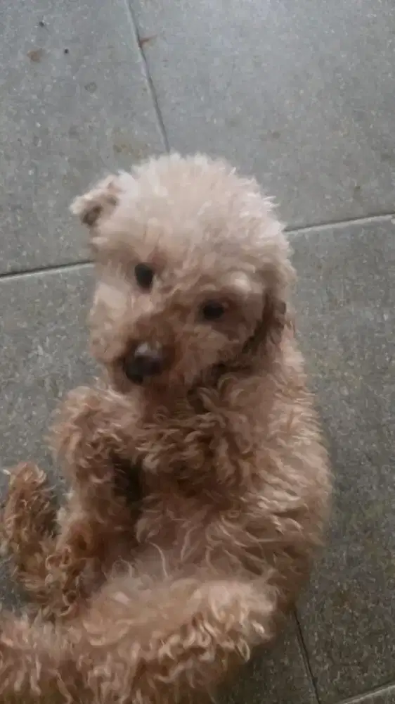 Anjing Mini Poodle Indukan Stb Lengkap