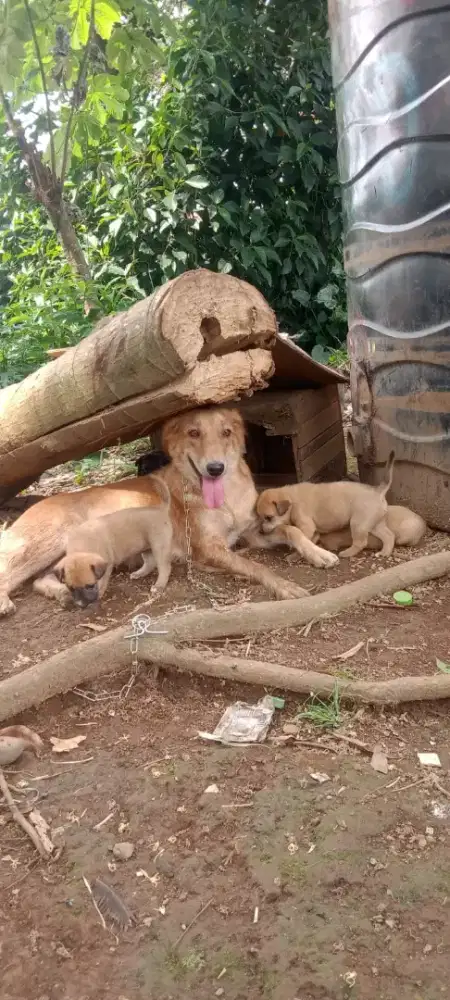 Kitten Anjing Labrador Retrieer