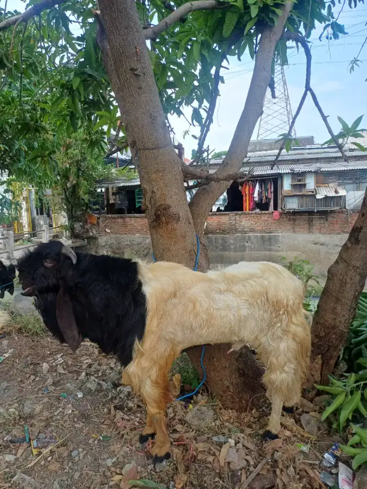 Kambing Kurban Murah
