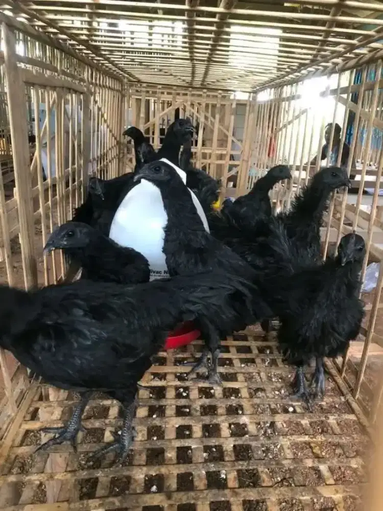 Ayam cemani lidah hitam